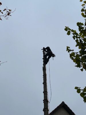 abattage d'arbre